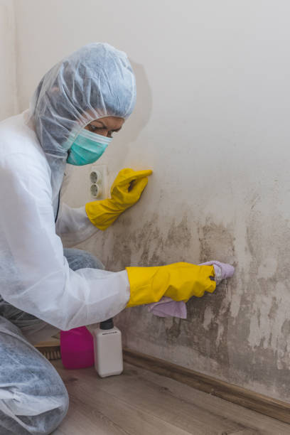 Best Mold Remediation for Vacation Homes  in USA